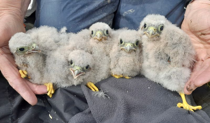 Conservation update! article image